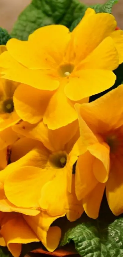 Vibrant yellow flowers with green leaves in a natural setting.