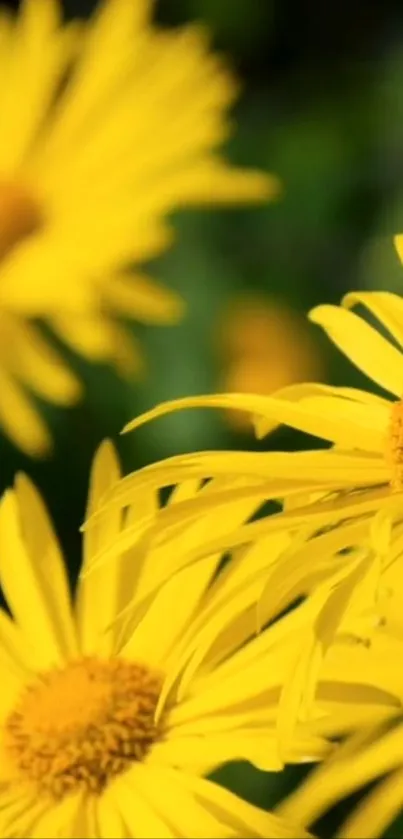 Close-up of vibrant yellow flowers in bloom, perfect for phone wallpaper.