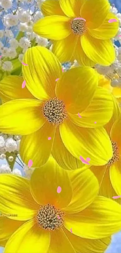 Bright yellow flowers with white accents against a blue sky.