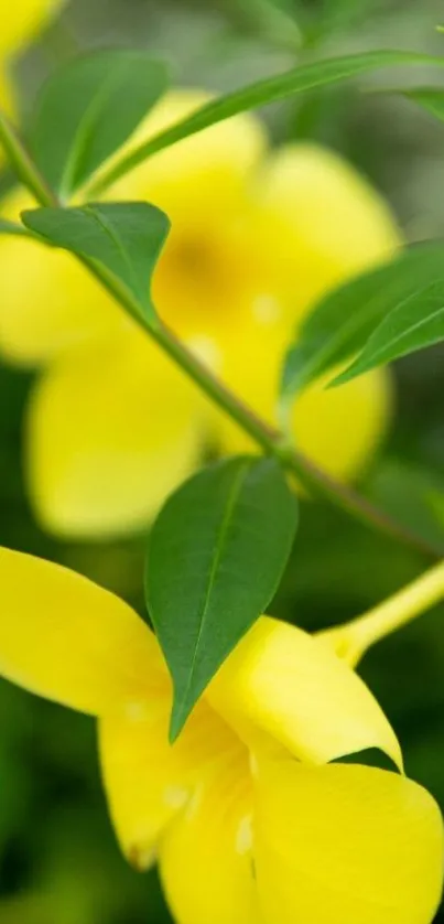 Close-up of yellow flowers with green leaves in a vibrant natural scene.