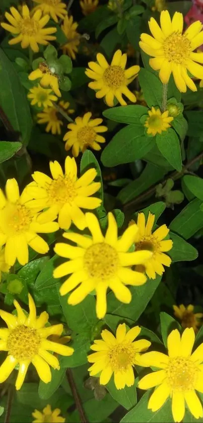 Mobile wallpaper with bright yellow flowers and green leaves.