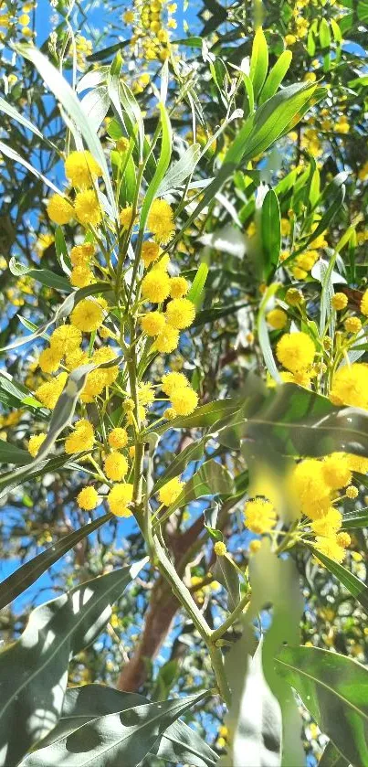 Vibrant yellow flowers and green leaves phone wallpaper.