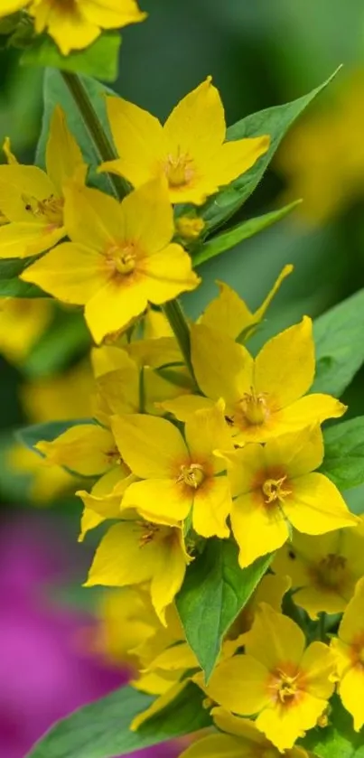 Yellow flowers with green leaves on a colorful mobile wallpaper.