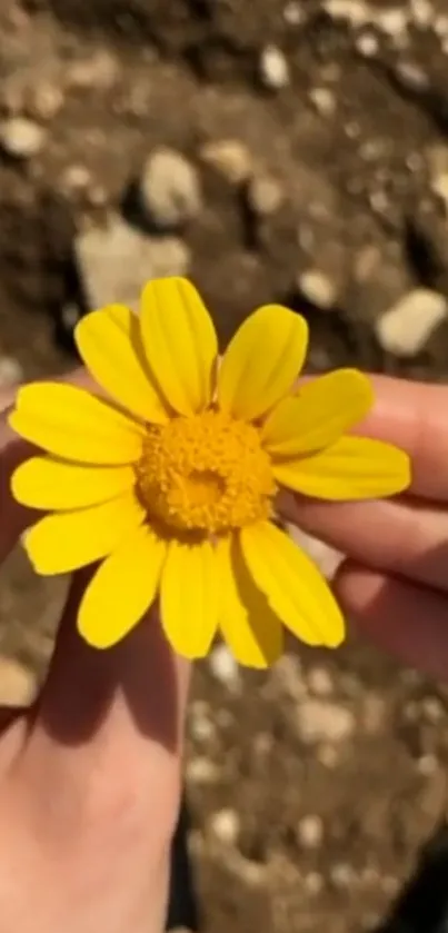 Hands holding a vibrant yellow flower against a natural background.