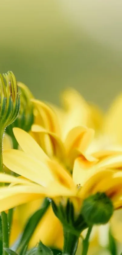 Close-up of blooming yellow flowers with green leaves.