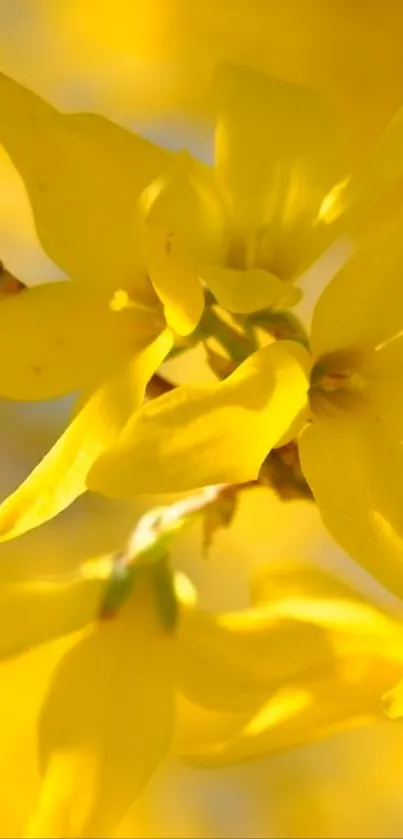 Bright yellow flowers in full bloom with delicate petals.