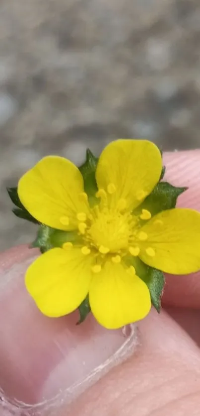 Close-up of a bright yellow flower held in hand.