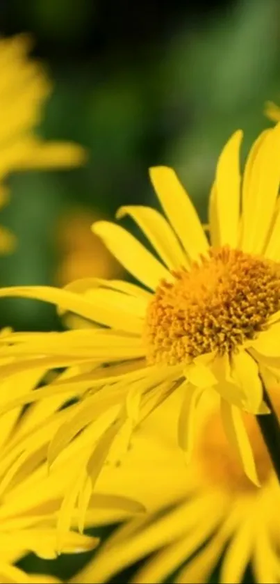 Close-up of a vibrant yellow flower with detailed petals.