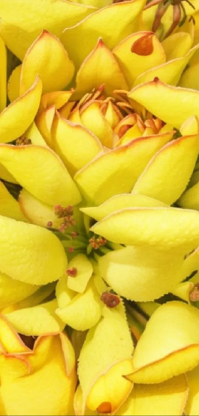 Vibrant yellow flower with detailed petals in a close-up view.