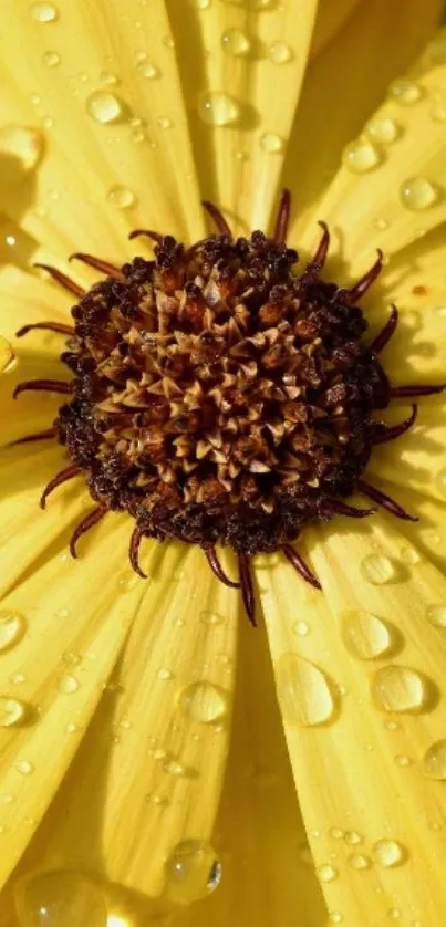 Detailed yellow flower with dew drops.