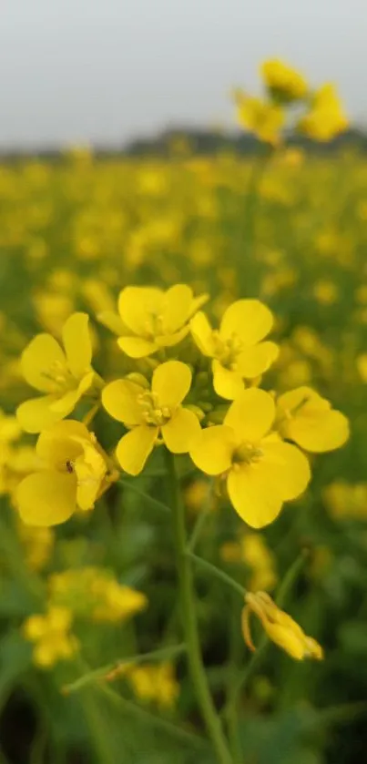 Close-up of vibrant yellow flowers in a lush green field.