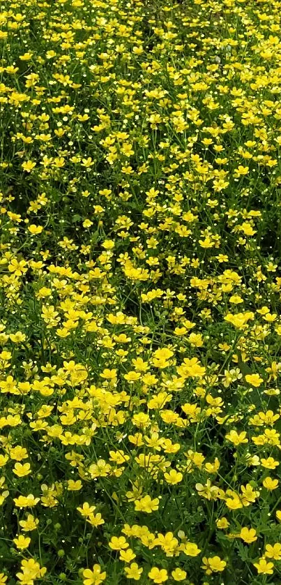 A lush field of vibrant yellow flowers in bloom.