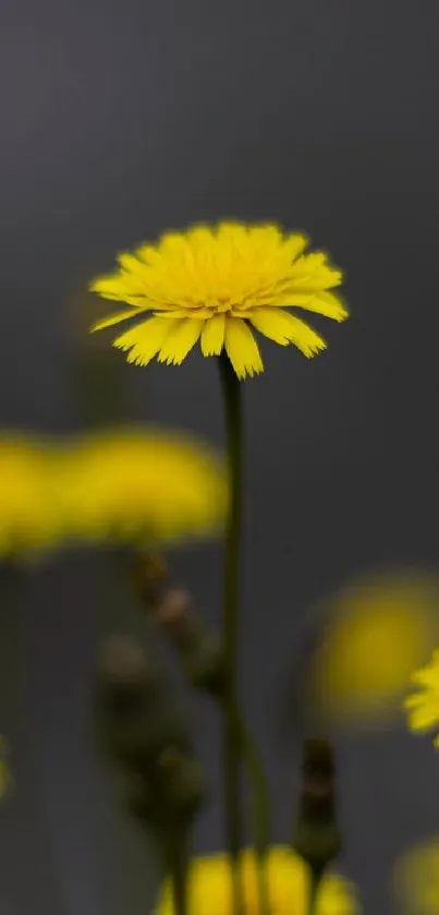 Close-up of a bright yellow flower on a grey background.