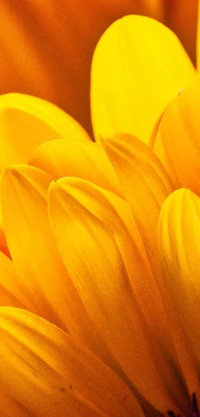 Close-up of vibrant yellow flower petals in a mobile wallpaper.