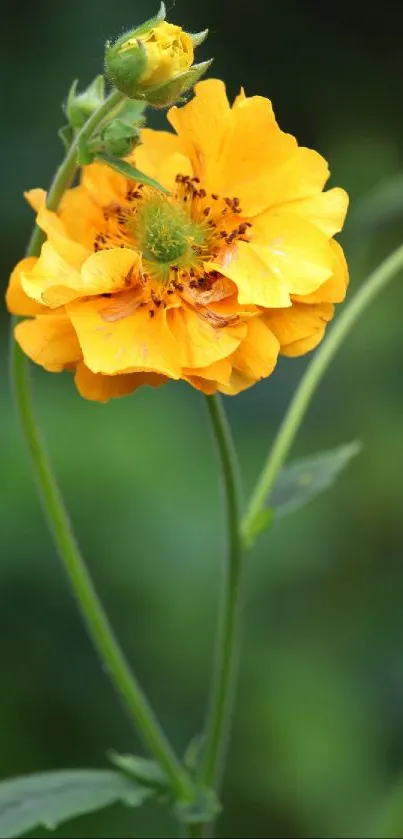 Close-up of a vibrant yellow flower with green leaves on a blurred background.