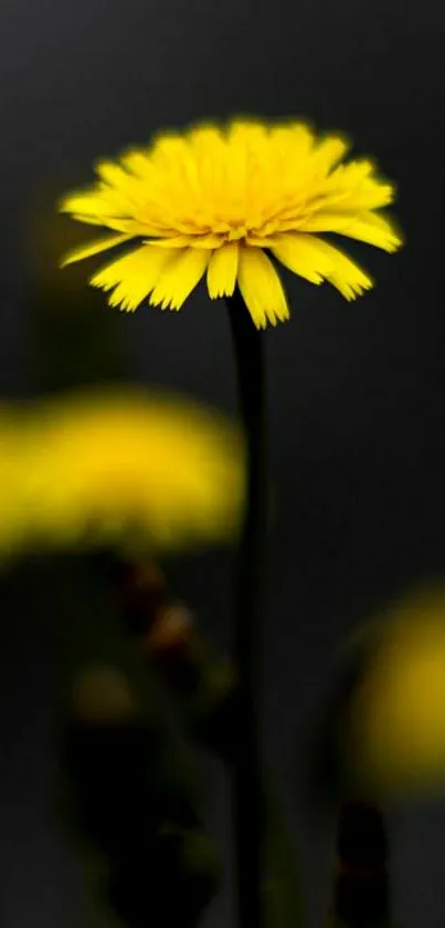 Vibrant yellow flower on dark background mobile wallpaper.