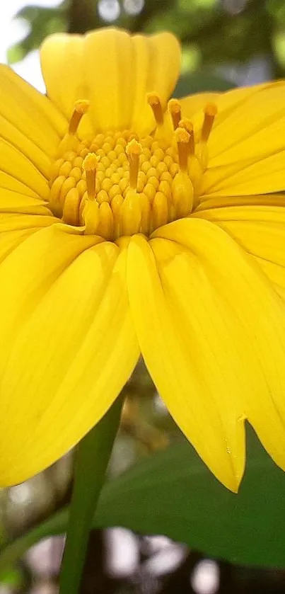 Close-up of a bright yellow flower with lush green background.