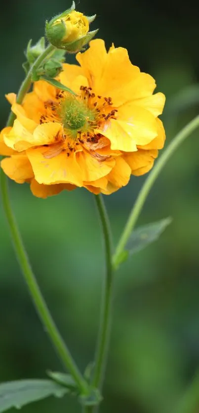 Bright yellow flower against a blurred green background.