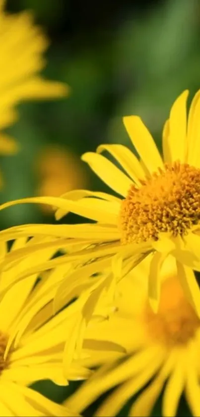 Bright yellow flower petals close-up.