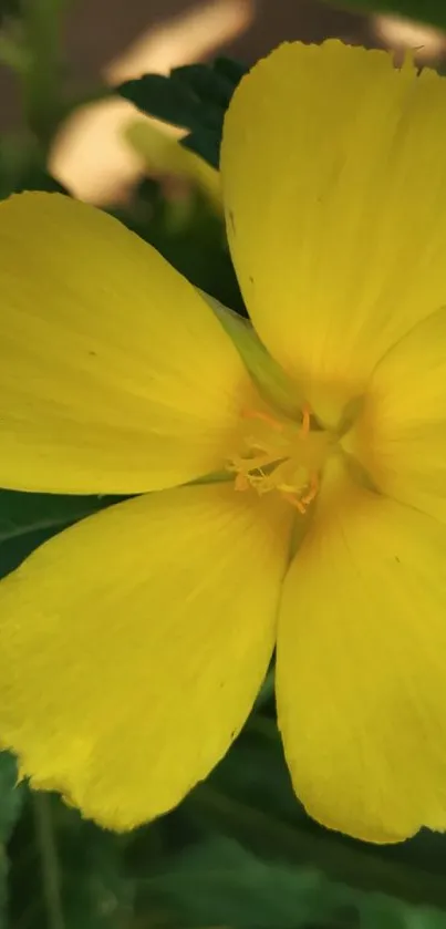 Vibrant yellow flower with green leaves.