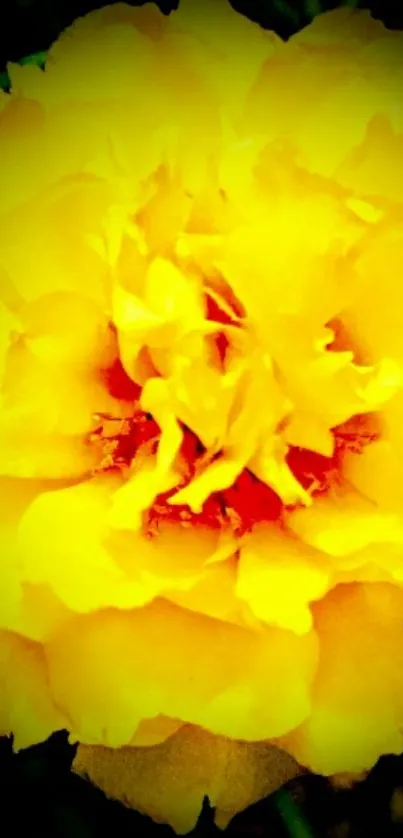 Vibrant yellow flower with detailed petals.