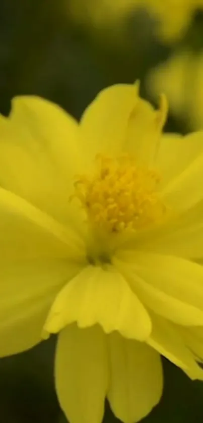 Bright yellow flower close-up wallpaper with soft petals.