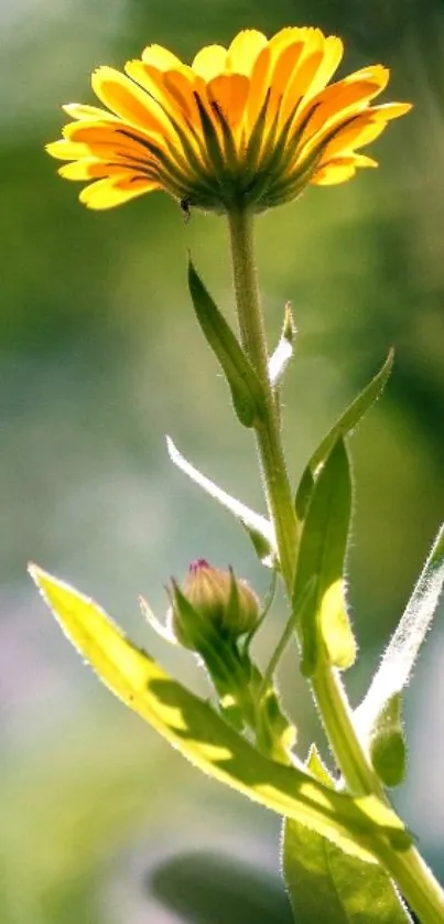 Yellow flower with green leaves against a sunlit background.