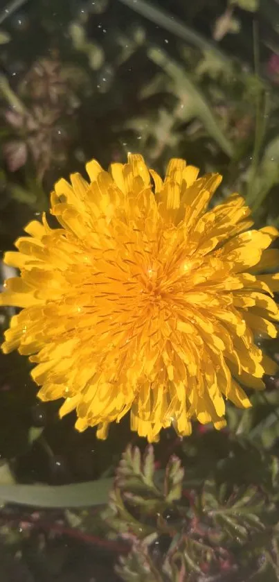 Bright yellow dandelion in green foliage.