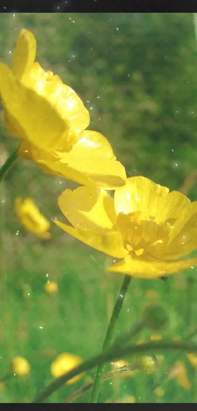 Close-up of yellow buttercup flowers in a green field, ideal for mobile wallpaper.