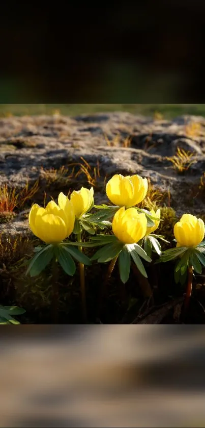 Mobile wallpaper with vibrant yellow flowers in a natural setting.