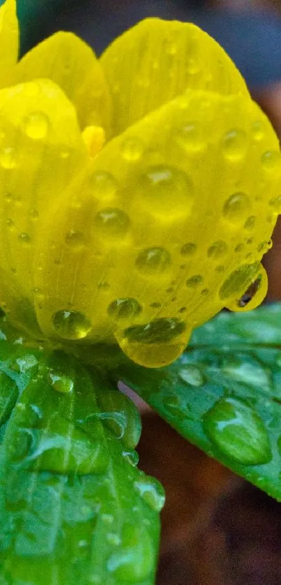 Close-up of a vibrant yellow flower with dewdrops.