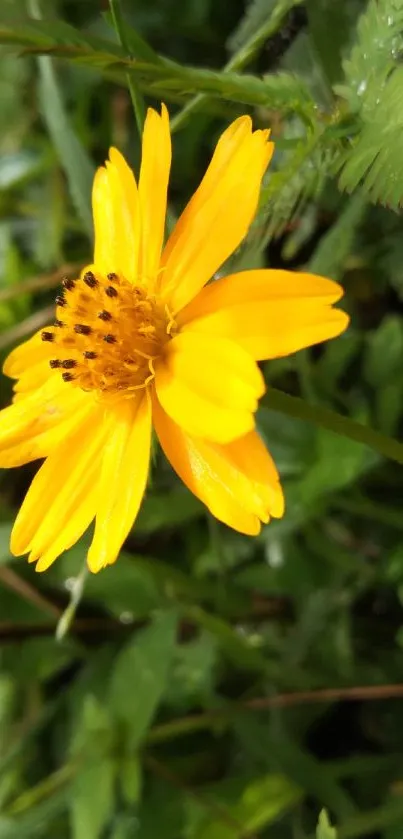 Vibrant yellow flower with lush green leaves in the background.