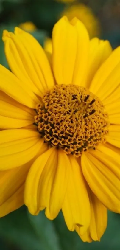 Vibrant yellow flower close-up wallpaper.