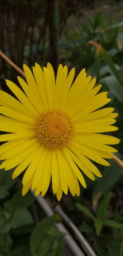 Close-up of a radiant yellow daisy in full bloom.