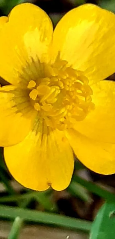 Bright yellow flower with green background.