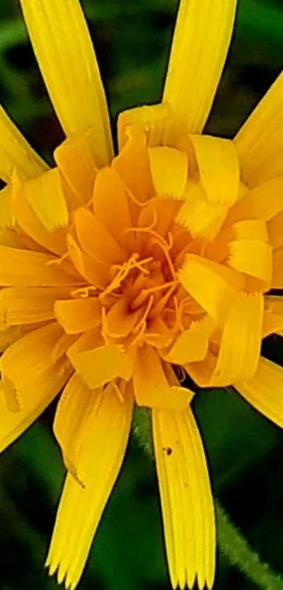 Close-up of a bright yellow flower against a green background.