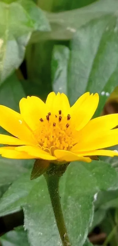 Close-up of a bright yellow flower with green leaves.