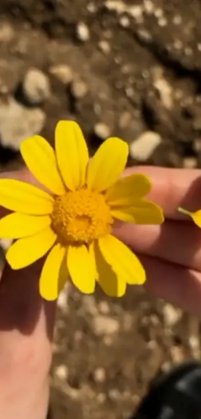 Close-up of a yellow daisy held in hands against a rustic background.