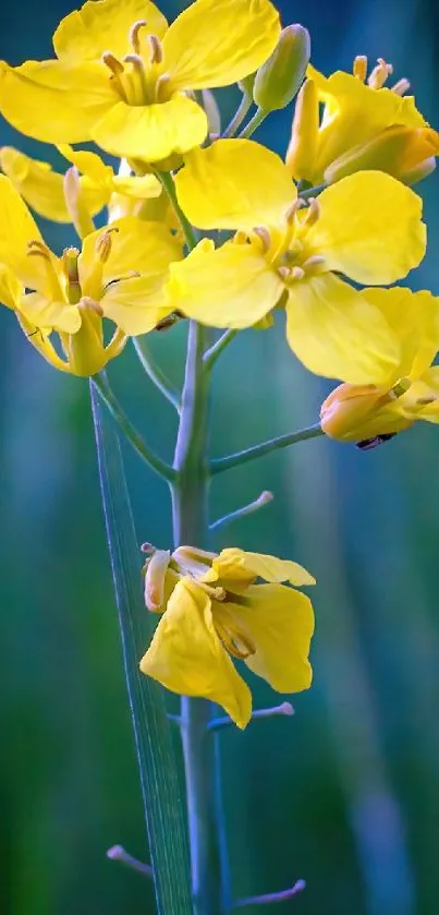 Bright yellow flower against green backdrop.