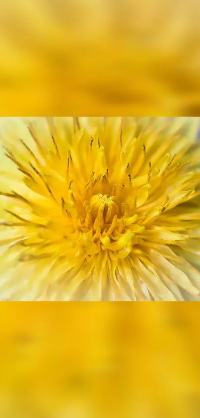 Close-up of a vibrant yellow flower mobile wallpaper.