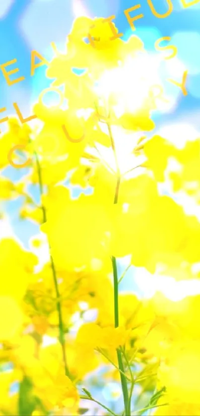 Yellow flowers under bright sunlight with a blue sky background.