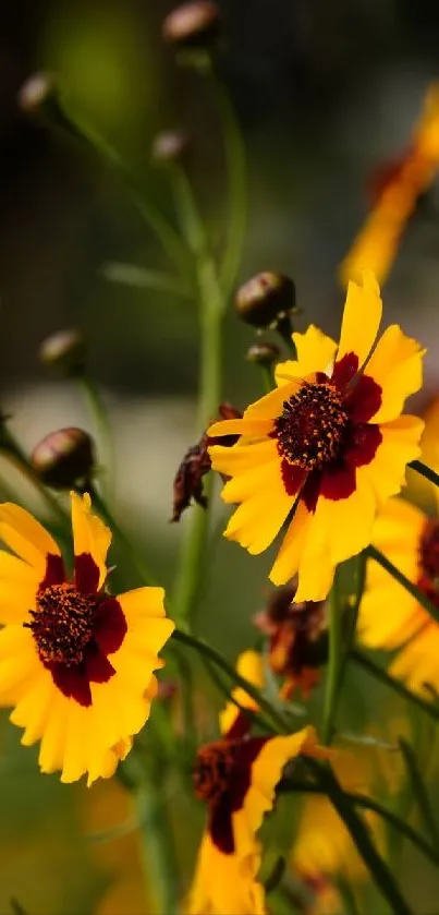 Vibrant yellow flowers with red centers in full bloom, perfect for mobile wallpaper.