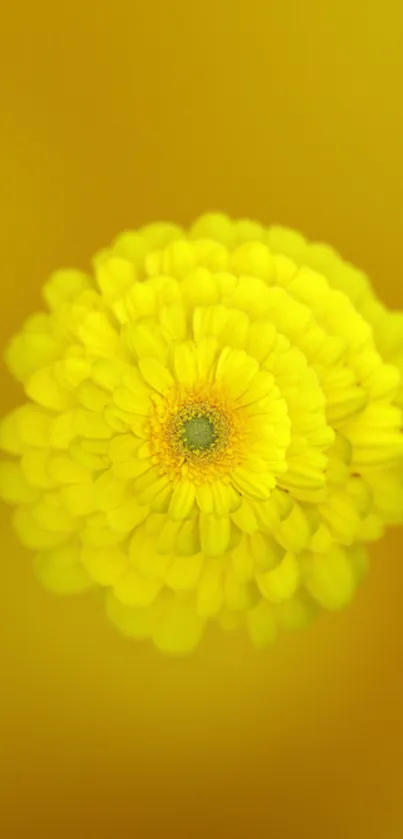 A bright yellow flower stands out against a soft blurred background.