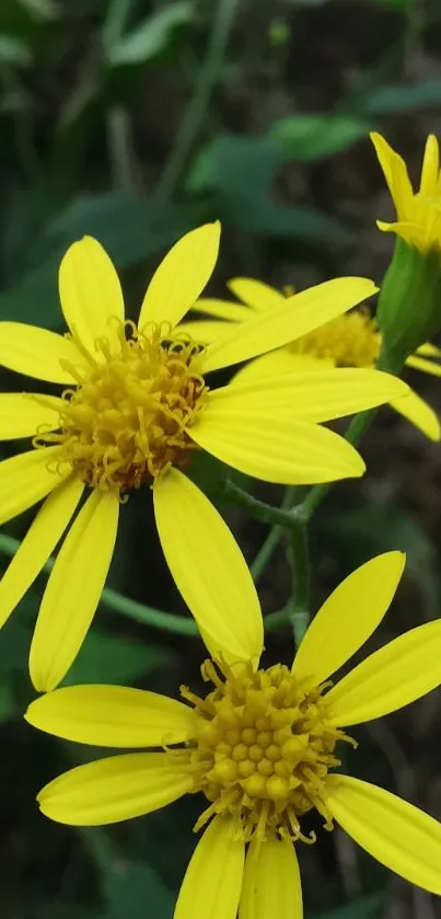 Vibrant yellow flowers with green leaves.