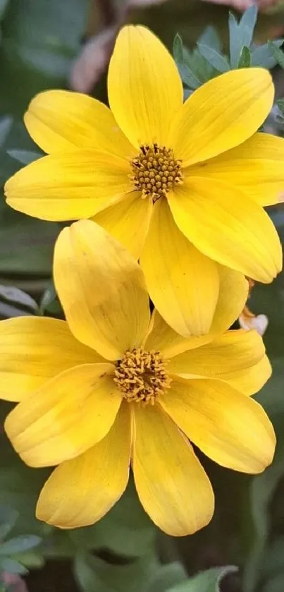 Mobile wallpaper featuring bright yellow flowers against a green background.