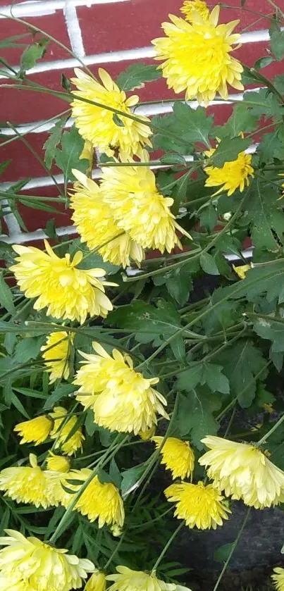 Vibrant yellow flowers with green leaves against a brick wall.