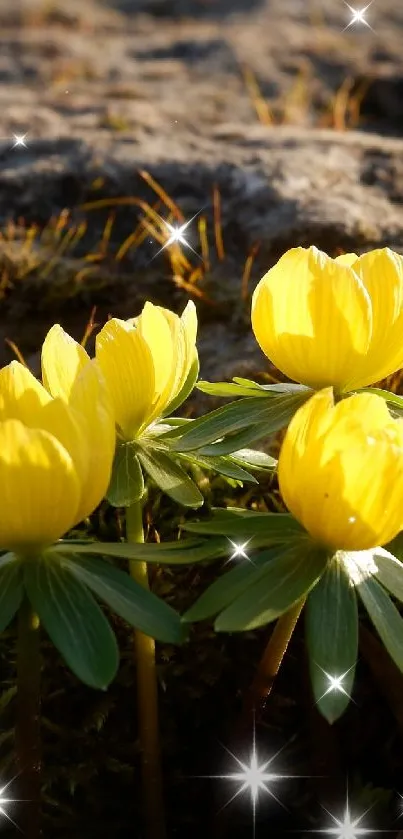 Vibrant yellow flowers on a stone backdrop in sunlight.