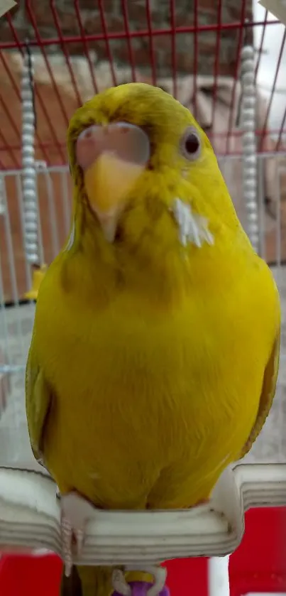 Bright yellow parrot perched inside a white cage, creating a vibrant mobile wallpaper.