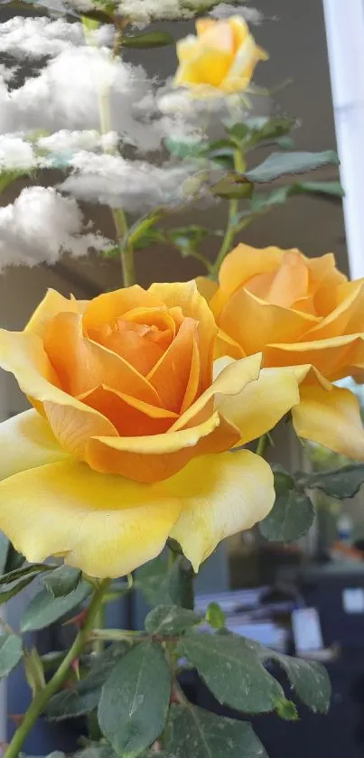 Vibrant yellow roses blooming against a window backdrop.