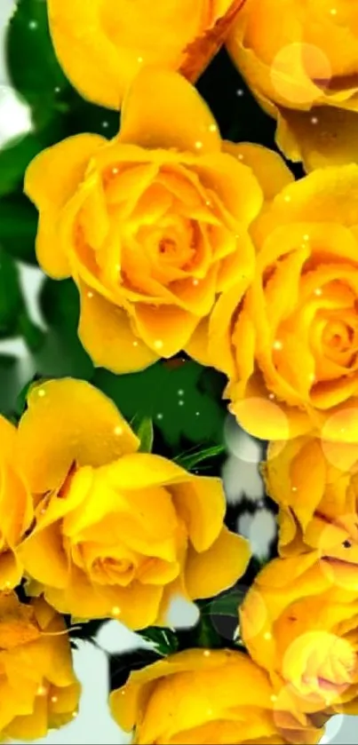 Mobile wallpaper of vibrant yellow roses.